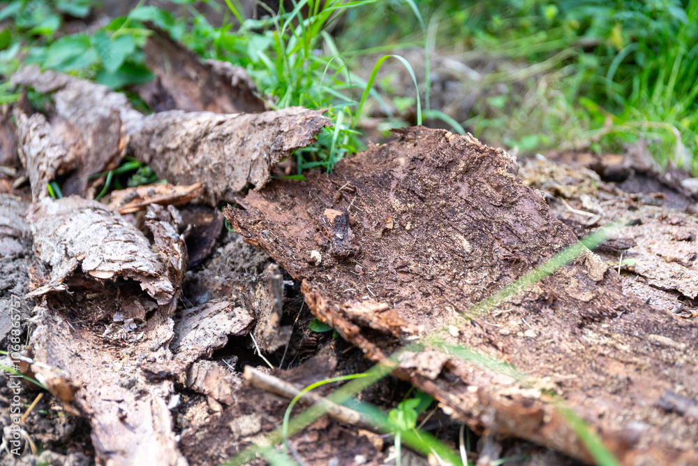 a lot of tree bark as the remains of an old wood store in the forest