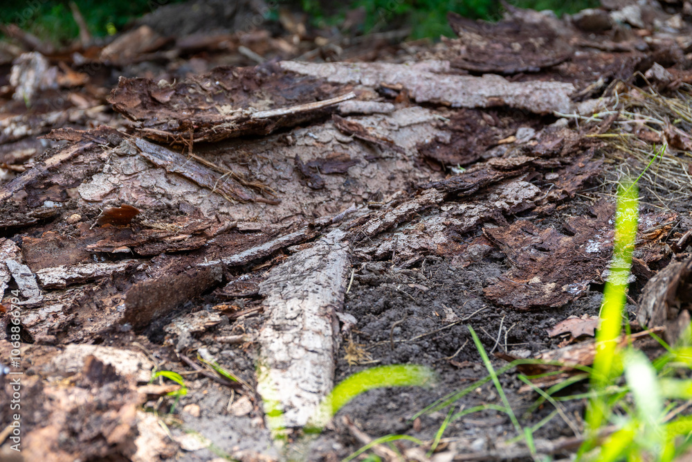 a lot of tree bark as the remains of an old wood store in the forest a lot of tree bark as the remains of an old wood store in the forest