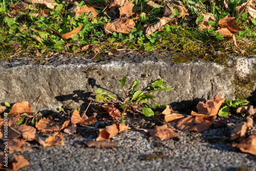 Autumn leaf on ground and green plants creative nature concept. Colorful season representation.