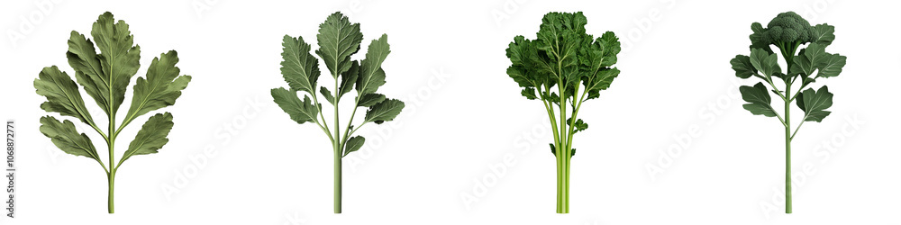 A variety of green leafy vegetables displayed in order, showcasing different shapes and textures.