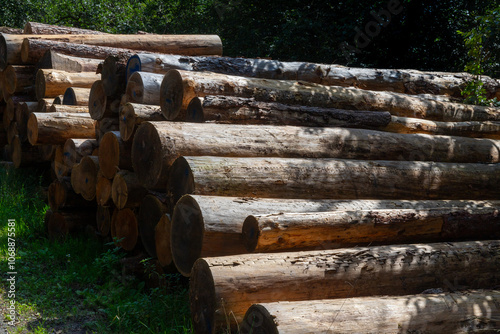 Many sawn-off tree trunks piled up in the forest