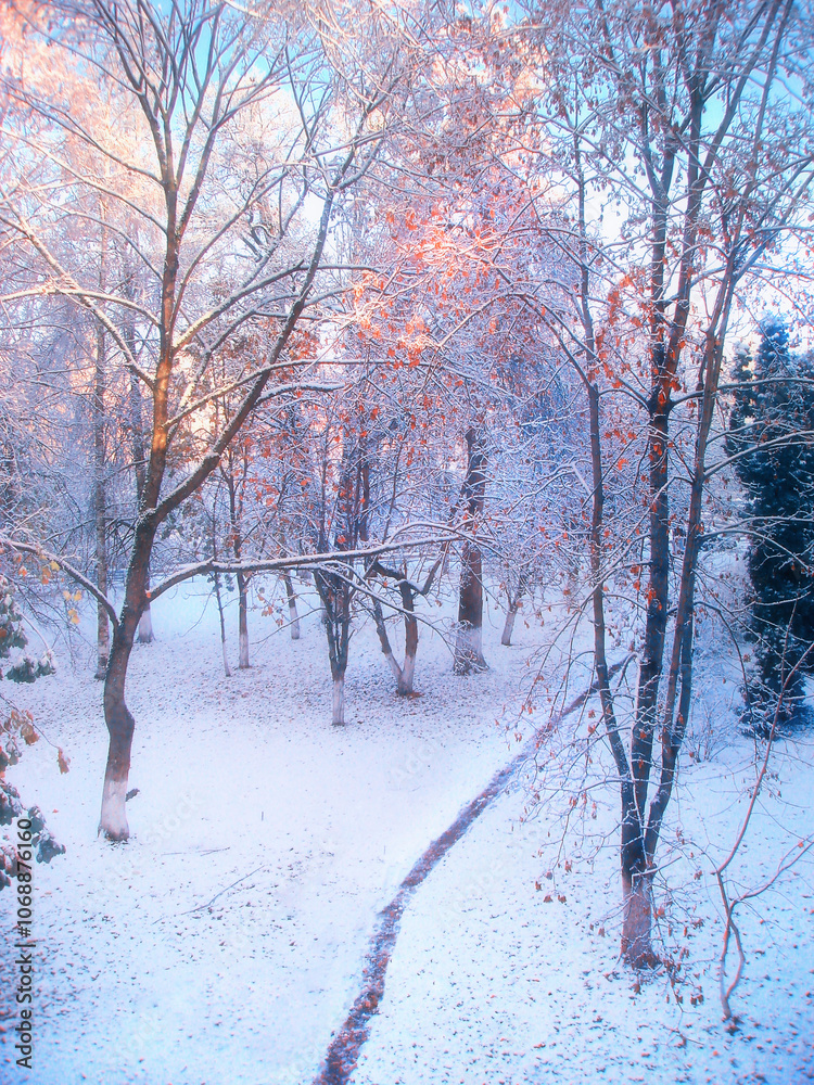 Winter picturesque landscape with snowy winter trees in the park in the early morning. Winter landscape in soft colors Winter picturesque landscape with snowy winter trees in the park in the early morning. Winter landscape in soft colors