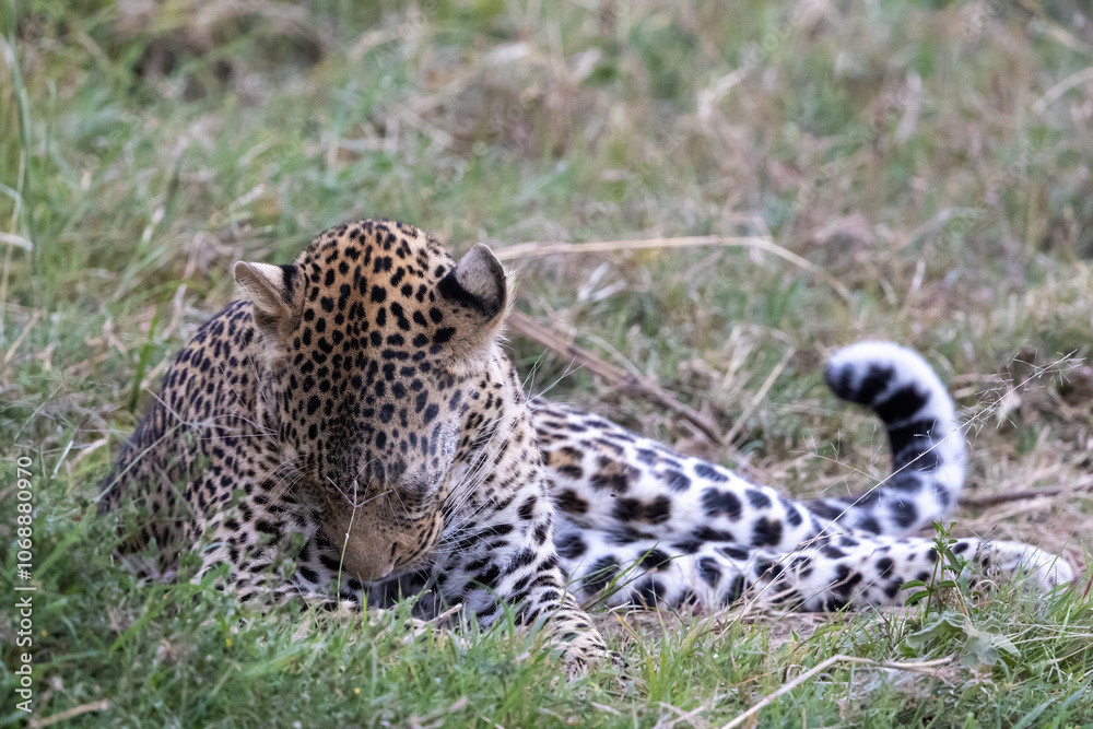 Fototapeta premium A lone leopard walks gracefully across the open grasslands of the Masai Mara, its sleek form and focused gaze capturing the untamed spirit of the African wilderness.