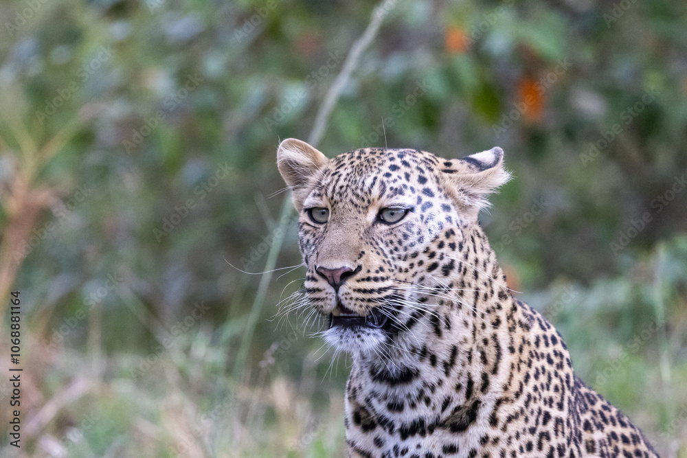 A lone leopard walks gracefully across the open grasslands of the Masai Mara, its sleek form and focused gaze capturing the untamed spirit of the African wilderness. A lone leopard walks gracefully across the open grasslands of the Masai Mara, its sleek form and focused gaze capturing the untamed spirit of the African wilderness.