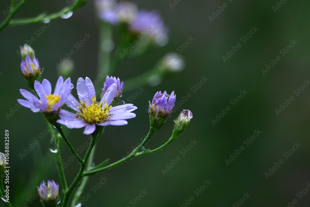 十五夜の時期に咲く薄紫の花 十五夜の時期に咲く薄紫の花
