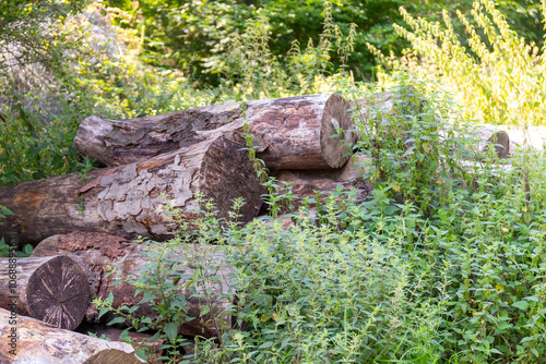 Many sawn-off tree trunks piled up in the forest photo