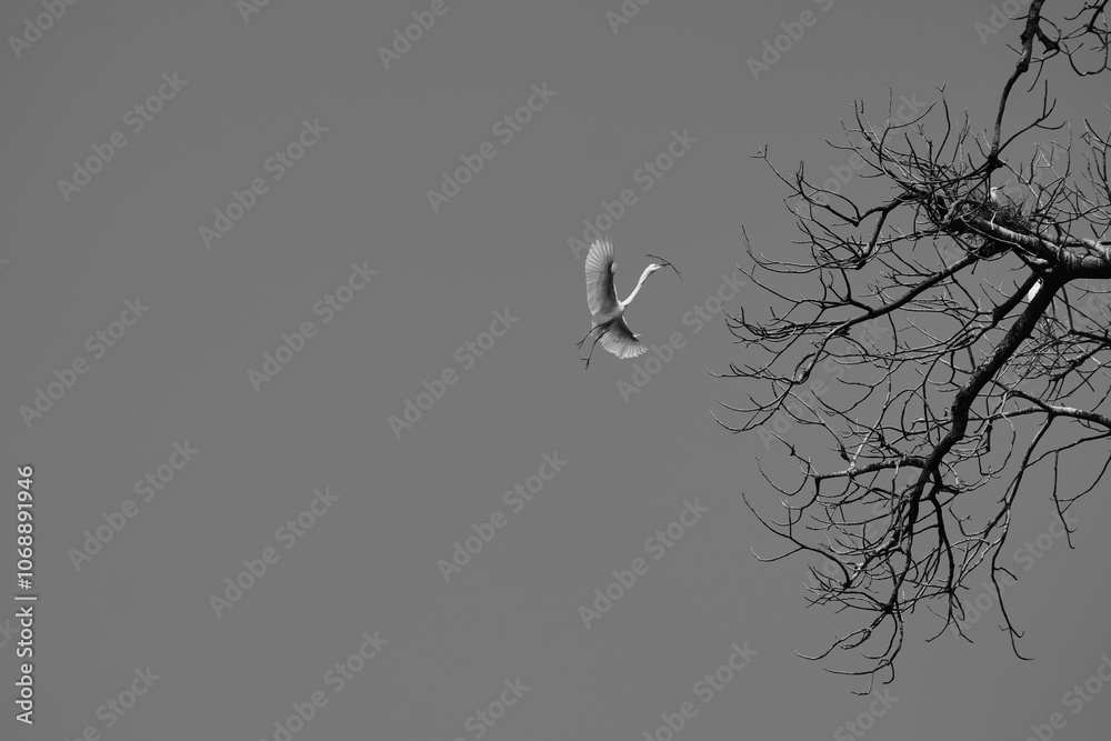ibis bird carrying a twig to a tree for nesting ibis bird carrying a twig to a tree for nesting