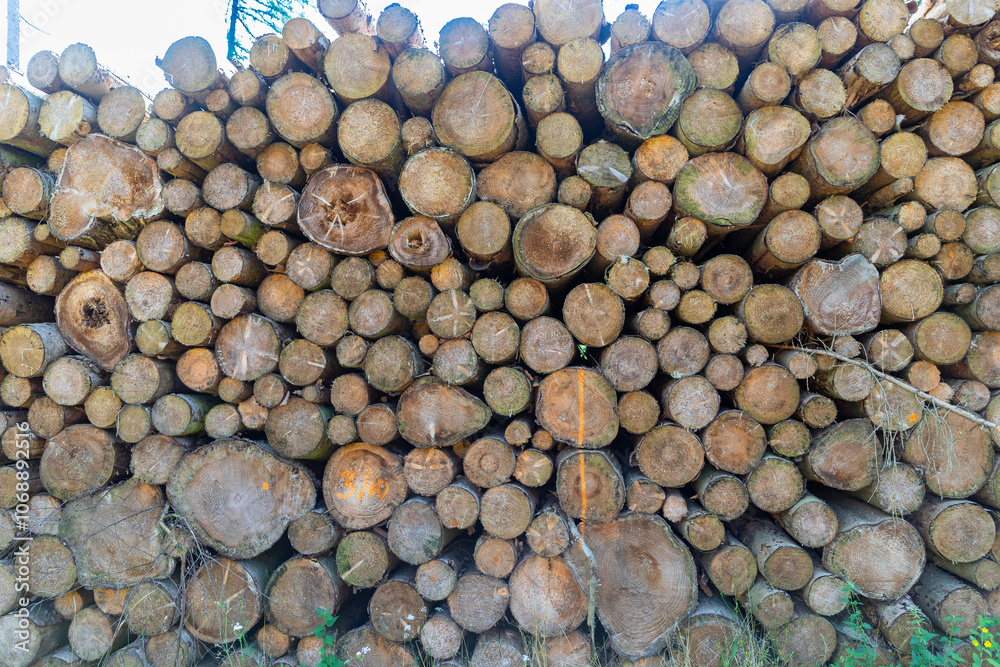 Many sawn-off tree trunks piled up in the forest Many sawn-off tree trunks piled up in the forest