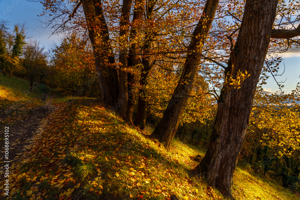 Obraz premium Ein Wanderweg im Herbst