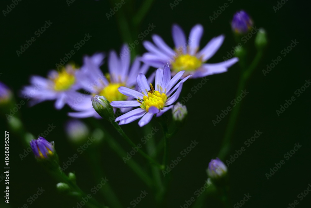 十五夜の時期に咲く薄紫の花 十五夜の時期に咲く薄紫の花