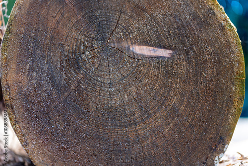 Many sawn-off tree trunks piled up in the forest