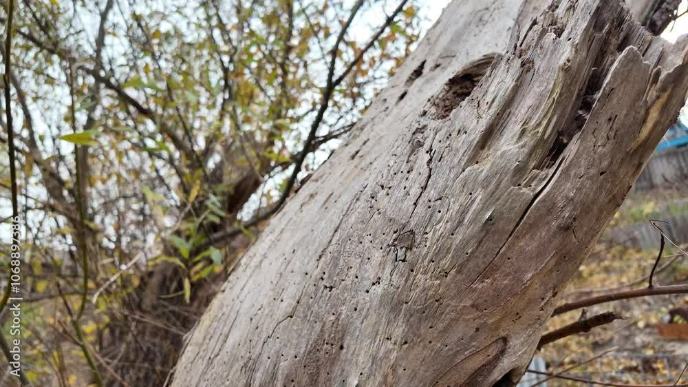 wood texture. wood damaged by bugs. bark beetle. white wood texture. wood texture. wood damaged by bugs. bark beetle. white wood texture.