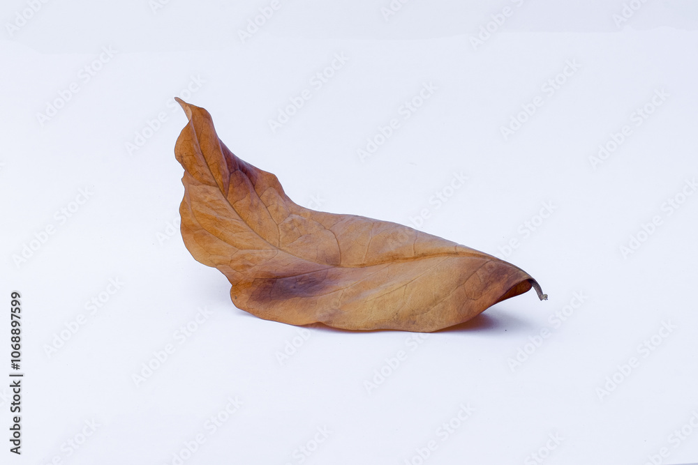 Dry or dead leaves on white background, Leaf texture, Clipping path, Autumn Dry or dead leaves on white background, Leaf texture, Clipping path, Autumn