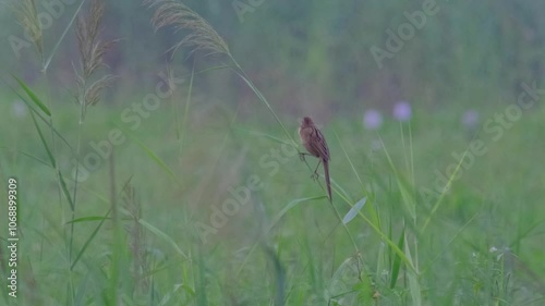 Striated Grassbird photo