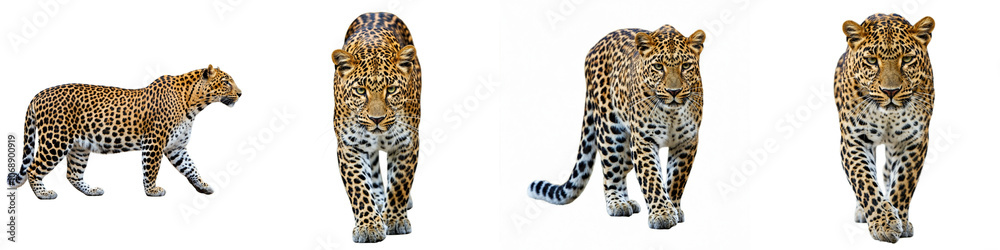 Leopard Wild Life Animal Set, Isolated on A White Background