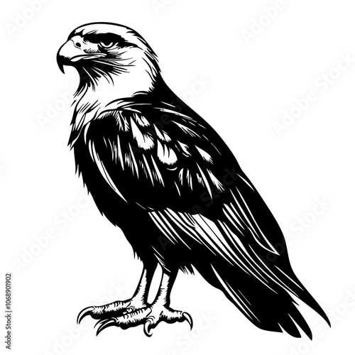 Detailed black vector illustration of a majestic eagle standing elegantly, showcasing its fierce gaze and intricate feather patterns typical of birds of prey