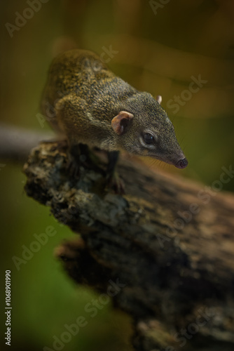 Northern Tana bred in captivity.
 photo