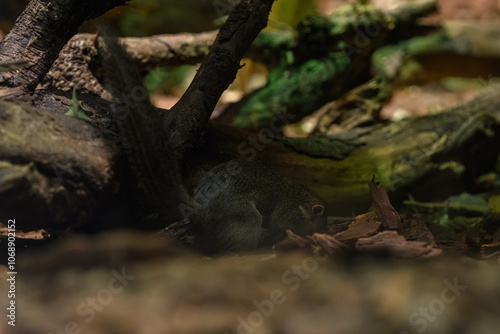 Northern Tana bred in captivity.
