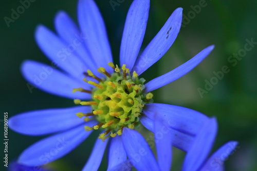 十五夜の時期に咲く薄紫の花