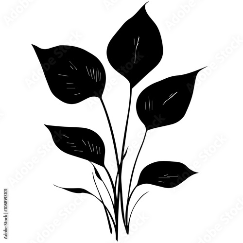 Elegant peace lily with distinct leaves showcasing a graceful silhouette, perfect for floral decorations and botanical illustrations