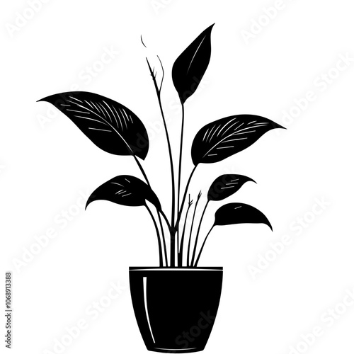 A peace lily plant in a simple black pot featuring lush green leaves, gracefully showcasing its elegant foliage with a natural aesthetic suitable for any indoor space