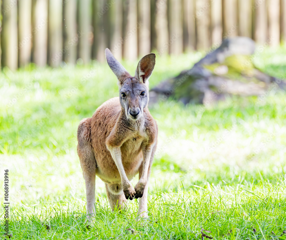 Juvenile Red Kangaroo in a zoo habitat. The largest marsupial in Australia at 6 feet tall and 100 lbs. They can run 40 mph and jump 10 feet high. They live about 8 years and 25 years in captivity. Juvenile Red Kangaroo in a zoo habitat. The largest marsupial in Australia at 6 feet tall and 100 lbs. They can run 40 mph and jump 10 feet high. They live about 8 years and 25 years in captivity.