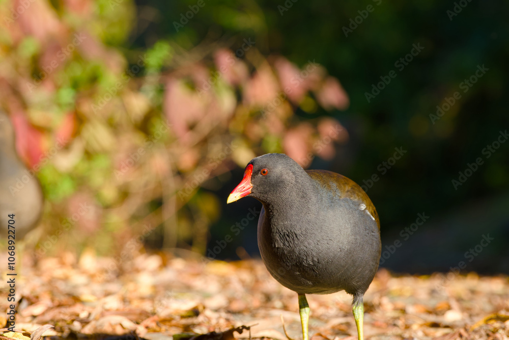 common moorhen on a sunny autumn day close-up common moorhen on a sunny autumn day close-up