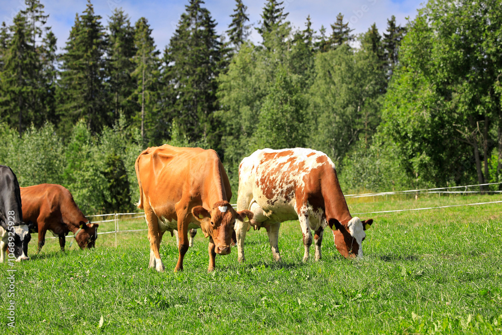 Cows grazing in green grassy field at the edge of forest on a sunny day of summer. Cows grazing in green grassy field at the edge of forest on a sunny day of summer.