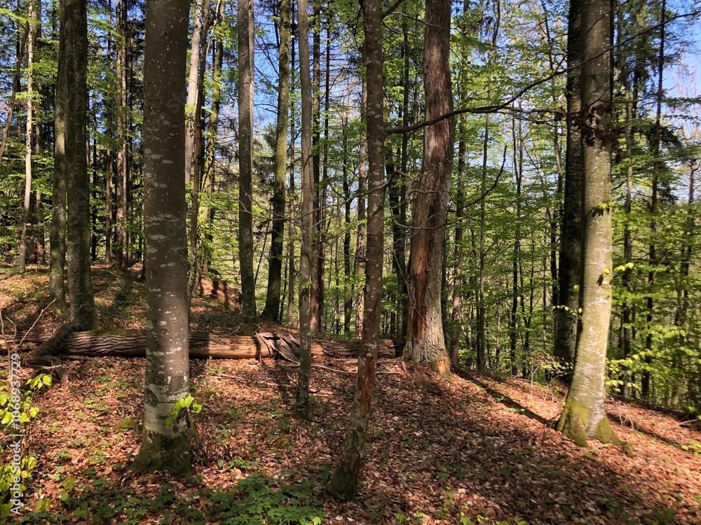 Obraz premium Waldbaden