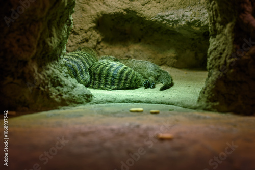 Sleeping mongoose brindled in a den.
 photo