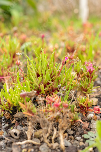 Dorotheanthus Apetalus plant in Saint Gallen in Switzerland photo