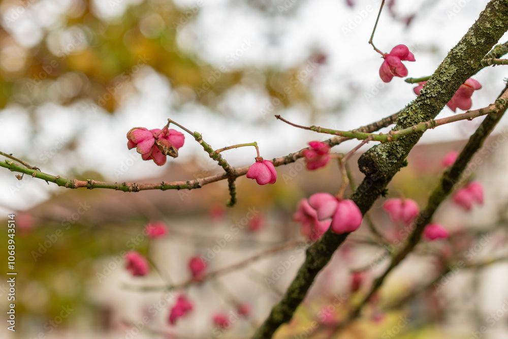 Himalayan spindle or Euonymus Hamiltonianus plant in Saint Gallen in Switzerland Himalayan spindle or Euonymus Hamiltonianus plant in Saint Gallen in Switzerland