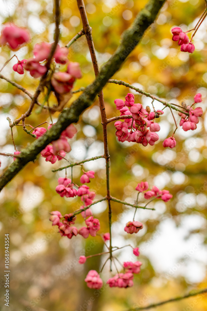 Himalayan spindle or Euonymus Hamiltonianus plant in Saint Gallen in Switzerland Himalayan spindle or Euonymus Hamiltonianus plant in Saint Gallen in Switzerland