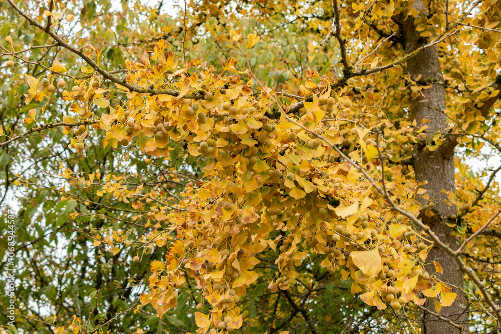 Maidenhair tree or Ginko Biloba tree in Saint Gallen in Switzerland Maidenhair tree or Ginko Biloba tree in Saint Gallen in Switzerland
