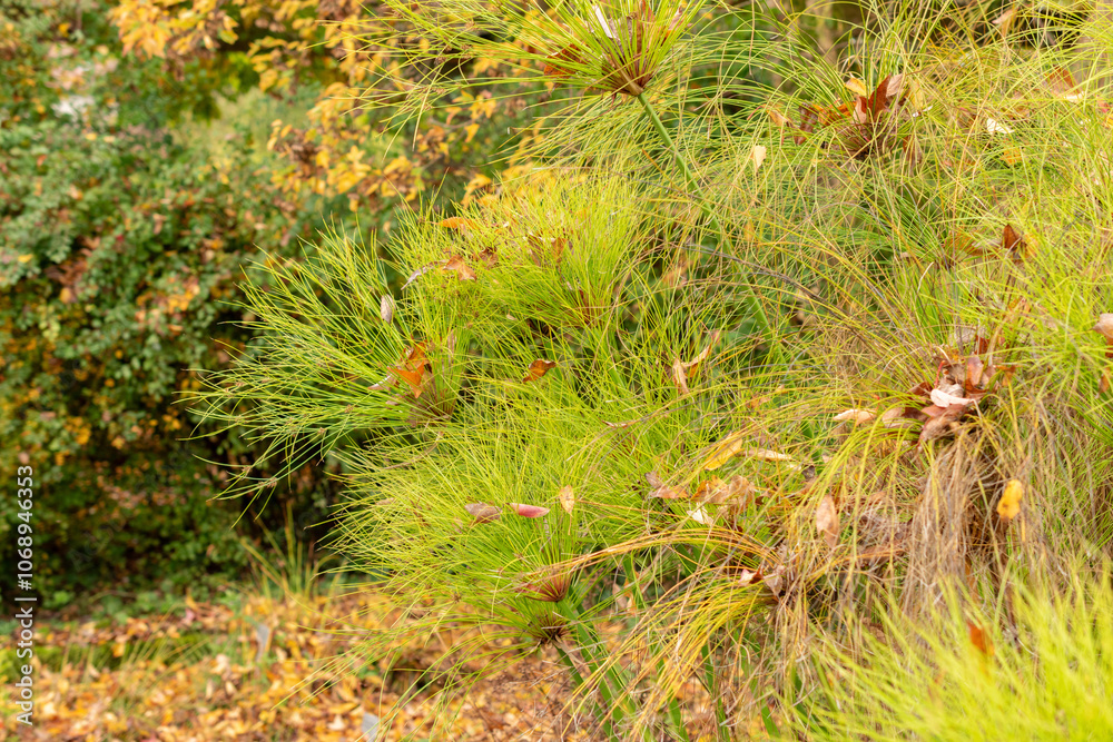 Cyperus Papyrus plant in Saint Gallen in Switzerland Cyperus Papyrus plant in Saint Gallen in Switzerland