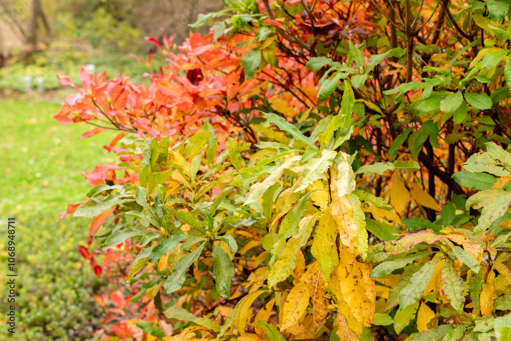 Yellow azalea or Rhododendron Luteum plant in Saint Gallen in Switzerland Yellow azalea or Rhododendron Luteum plant in Saint Gallen in Switzerland