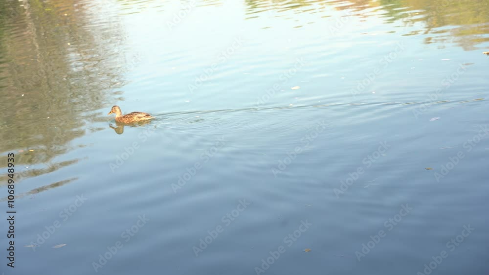 Ducks swim in the city pond. Autumn time. Ducks swim in the city pond. Autumn time.