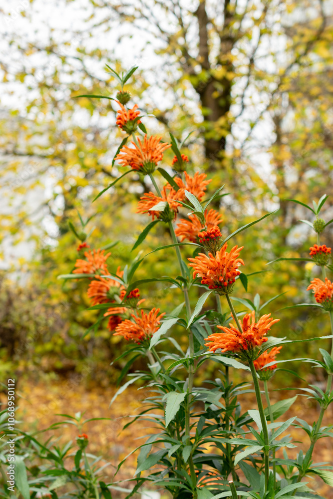 Lions tail or Leonotis Leonurus plant in Saint Gallen in Switzerland Lions tail or Leonotis Leonurus plant in Saint Gallen in Switzerland