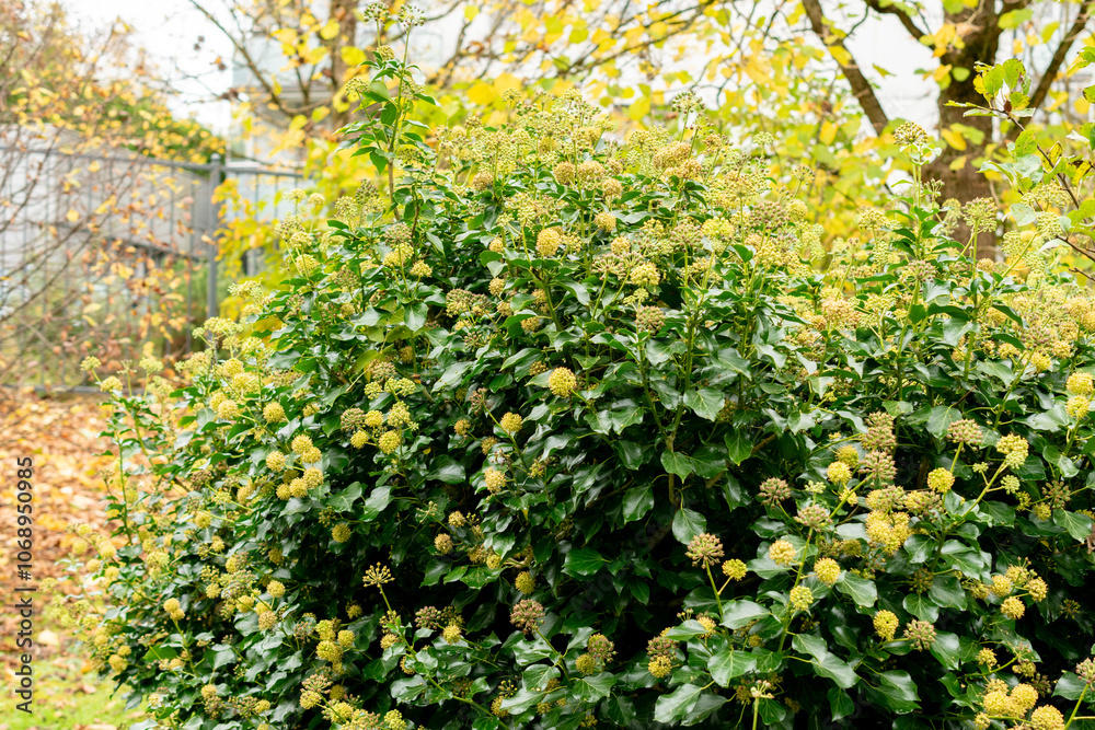 Ivy or Hedera plant in Saint Gallen in Switzerland Ivy or Hedera plant in Saint Gallen in Switzerland