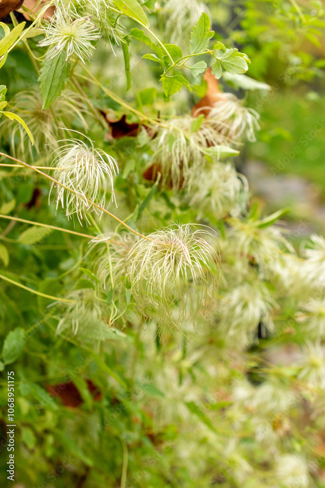 Clematis Glauca plant in Saint Gallen in Switzerland Clematis Glauca plant in Saint Gallen in Switzerland
