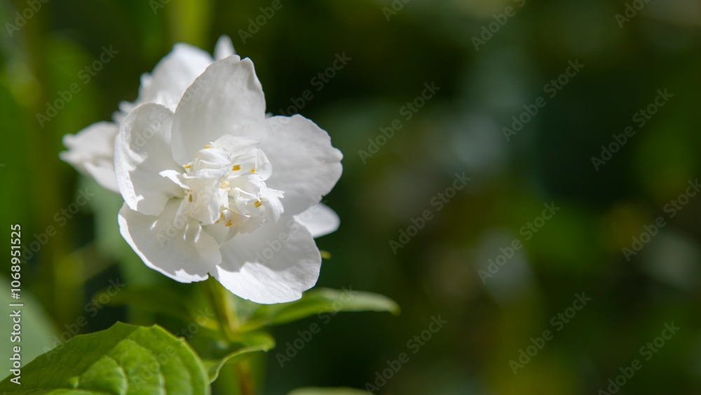 White jasmine flower in the sun rays. White jasmine flower in the sun rays.