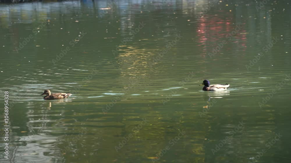 Ducks swim in the city pond. Autumn time. Ducks swim in the city pond. Autumn time.