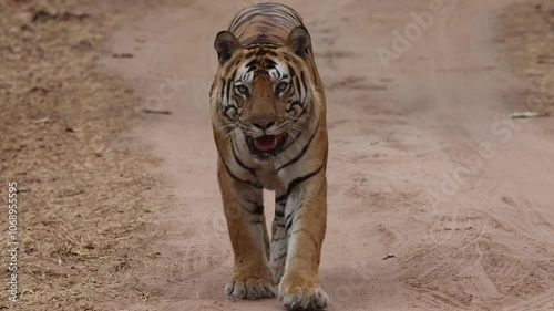 A tiger walking on the road of Bhandavgarh Tiger Reserve, Madhya pradesh, India