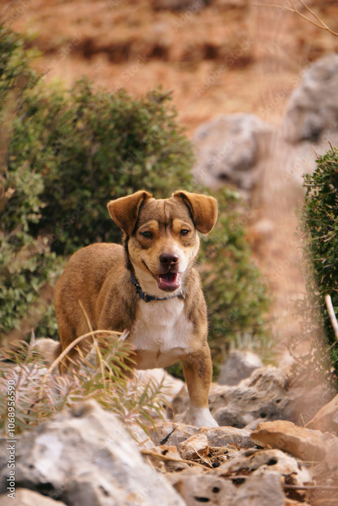 a brown little dog with a collar walks on the street on the rocks among the bushes a brown little dog with a collar walks on the street on the rocks among the bushes