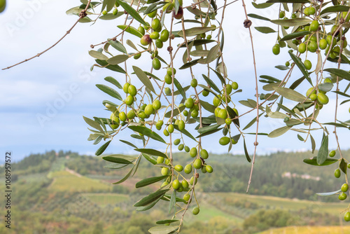 Olive verte sur son arbres au mois d'octobre avant la coeullette en Italie 