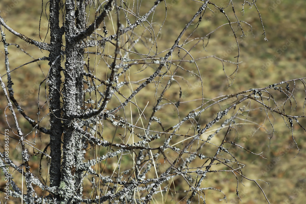 Close-Up of Bare Tree Branches Covered in Lichen Against Blurred Background Close-Up of Bare Tree Branches Covered in Lichen Against Blurred Background