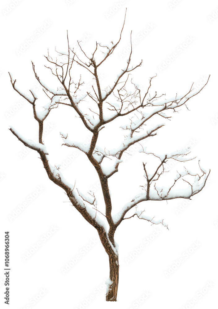 Fototapeta premium PNG Real dry tree snow isolated nature.