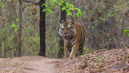 A tiger walking at Bhandavgarh Tiger Reserve, Madhya pradesh, India
