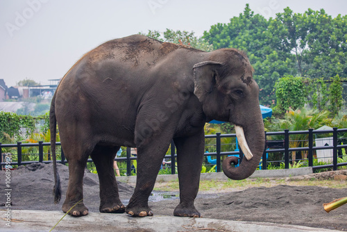 Canvas Print The Sumatran elephant (Elephas maximus sumatranus) is one of four recognized subspecies of the Asian elephant, and native to the Indonesian island of Sumatra