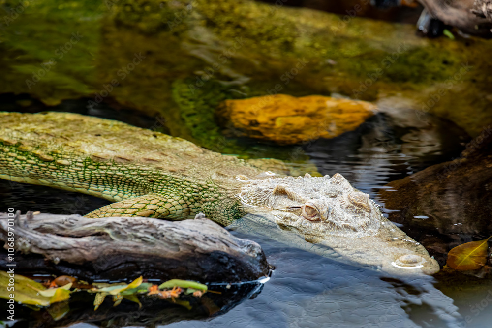 Obraz premium albino saltwater crocodile (Crocodylus porosus) is a crocodilian native to saltwater habitats and brackish wetlands from India's east coast across Southeast Asia and the Sundaic region to Australia.